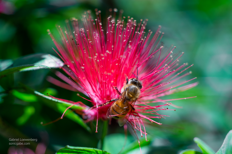 Illustration for article titled More Shooting With The Minolta Lens (UPDATED! Now With More Bees!)